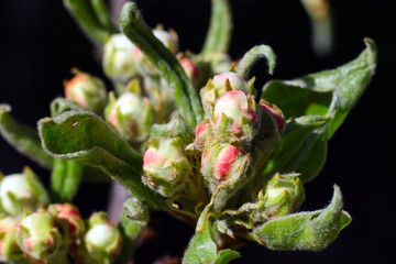 Green buds on tree branches in spring. Blooming in spring time. 