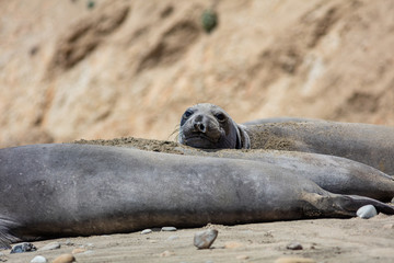 elephant seals at Point Reyes 