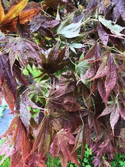 Beautiful tree with purple leaves in the garden