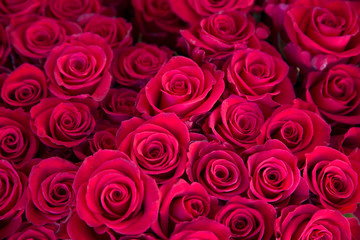 Cluster of red roses.