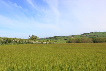 Barley fields and flowering hedgerows in a springtime landscape. JPG