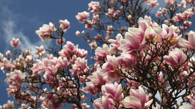 Close up of magnolia tree, view up to the sky. 4K resolution. Shallow depth of field.  April 2019