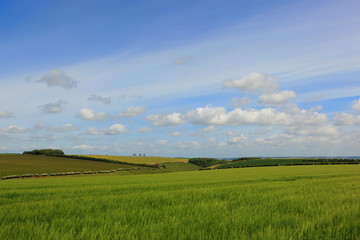 Green barley fields in a patchwork agricultural landscape in springtime