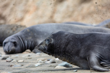 elephant seals at Point Reyes 
