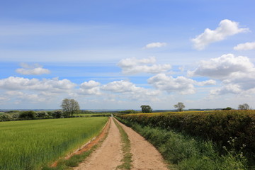 Springtime English landscape with a dirt track hawthorn hedgerows and green barley crops