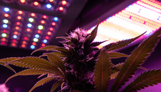 Recreational marijuana plantations in America. International business with mariuana export and personal use