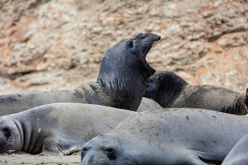 elephant seals at Point Reyes 