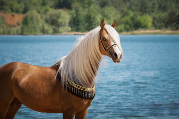 Portrait of a chestnut Arabian horse with a long mane on natural summer background