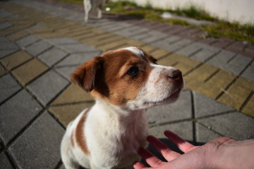 A small brown-and-white puppy looks into the eyes of the man who held out his hand in the hope of finding him a home.