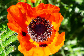 Flower of decorative large-sized poppy against the background of green leaves.