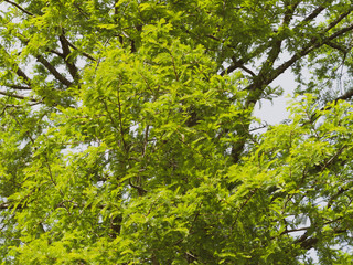 (Metasequoia glyptostroboides) Feuillage linéaires, oposées, souples et vertes du Grand sapin d'eau - mélèze d'eau - métaséquoïa de Chine