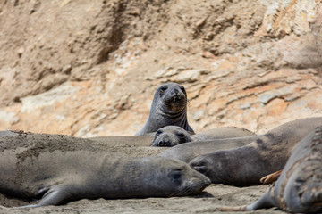 Fototapeta premium elephant seals on beach at Point Reyes