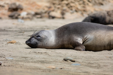 elephant seals on beach at Point Reyes