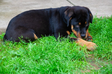 Gorgeous Rottweiler Puppy - Female Rotty 12 Weeks Old