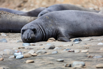 elephant seals on beach at Point Reyes
