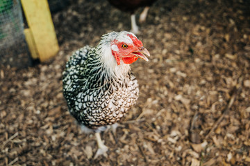 Chickens inside a homemade coop