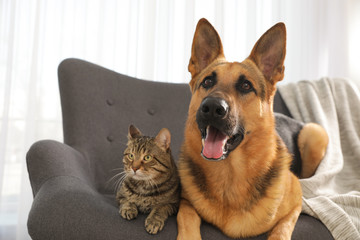 Cat and dog together on sofa indoors. Funny friends
