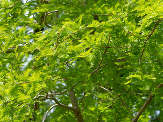 Fototapeta premium (Metasequoia glyptostroboides) Feuillage linéaires, oposées, souples et vertes du Grand sapin d'eau - mélèze d'eau - métaséquoïa de Chine