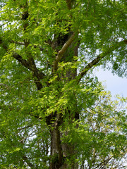 (Metasequoia glyptostroboides) Feuillage linéaires, oposées, souples et vertes du Grand sapin d'eau - mélèze d'eau - métaséquoïa de Chine