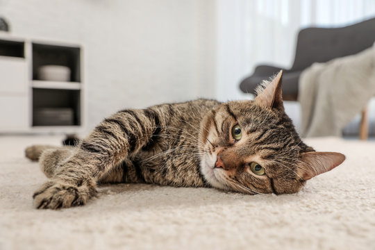Tabby cat on floor in living room