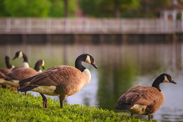 canada goose on grass overlooking a lake