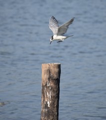 seagull in flight