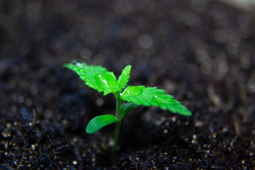 Medical Marijuana Seedling Plant, Growing CBD Canabis Plant