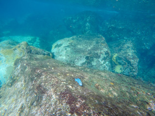 Underwater Carribean Landscape