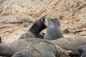 elephant seals on beach at Point Reyes