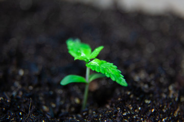 Medical Marijuana Seedling Plant, Growing CBD Canabis Plant
