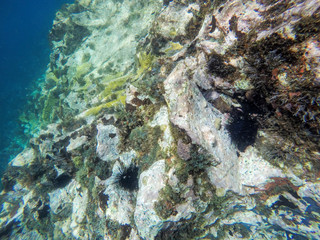 Underwater Carribean Landscape