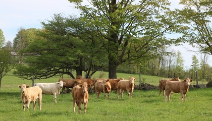 Group of Charolais cattle standing in meadow with vibrant green spring colors