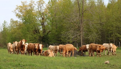 Herd of Charolais steers in the field on a spring day looking at camera and grazing