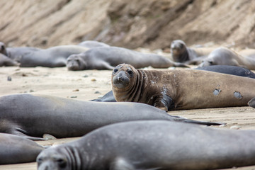 elephant seals on beach at Point Reyes