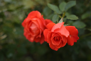 Orange Rose weighed down by raindrops