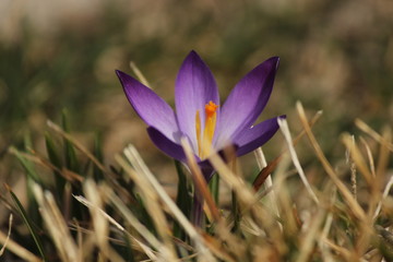 crocus flower in spring
