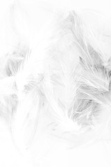 Beautiful abstract colorful white and black light feathers wall pattern textures background and wallpaper art