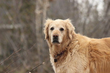 golden retriever in park
