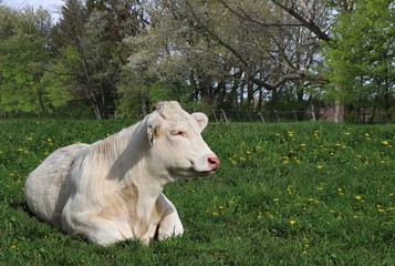 Isolated white Charolais steer laying in field of dandelions