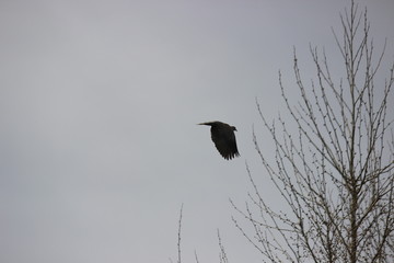 dove in flight on grey background