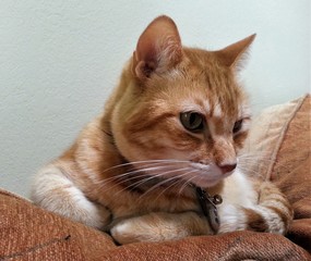 Fototapeta na wymiar Striped cat