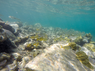 Young Island, Saint Vincent And The Grenadines