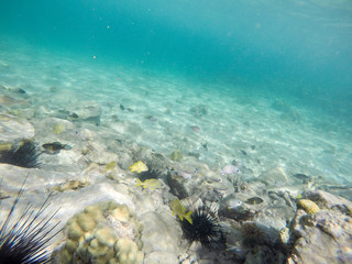 Naklejka na ściany i meble Young Island, Saint Vincent And The Grenadines