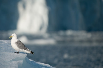  A single Kittiwake (rissa tridactyla) stands on northern arctic ice in summer plumage with an ice wall in background.copy space right