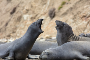 elephant seals on beach at Point Reyes