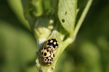 Крепкие отношения