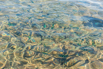 top view of a glistening sea water and fish in the water