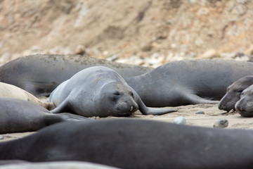 elephant seals on beach at Point Reyes