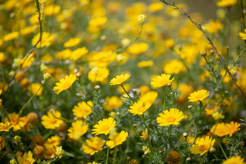 Obraz premium Field of yellow wildflowers