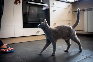 Cat breed Russian Blue walks in the kitchen